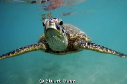 "Lets turn that frown, upside down" by Stuart Ganz 